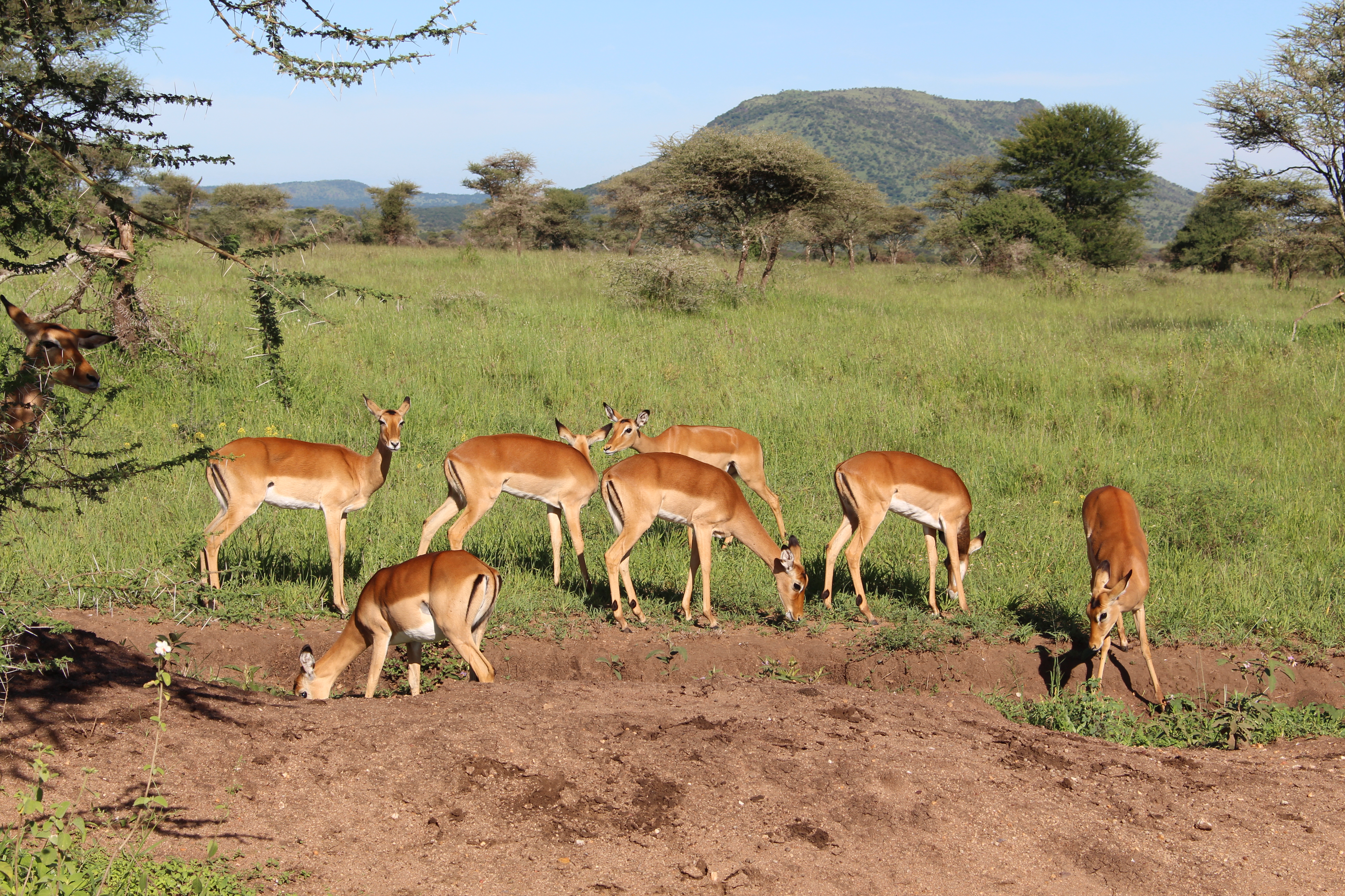 Antelope in Arusha National Park